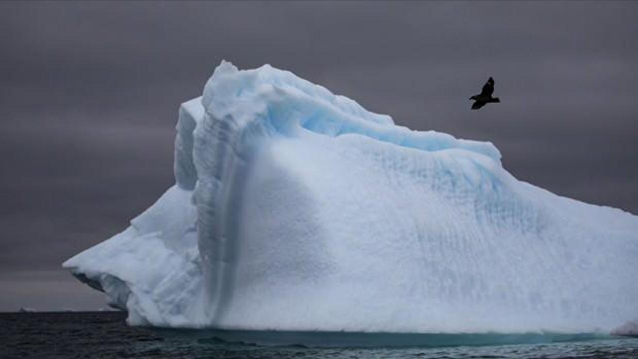 Antarktika’da ilk kez kuş gribi görüldü