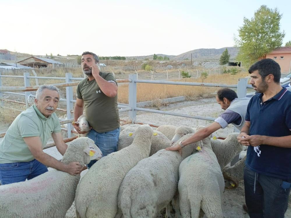 Çankırı’da üreticilere merinos koç dağıtıldı