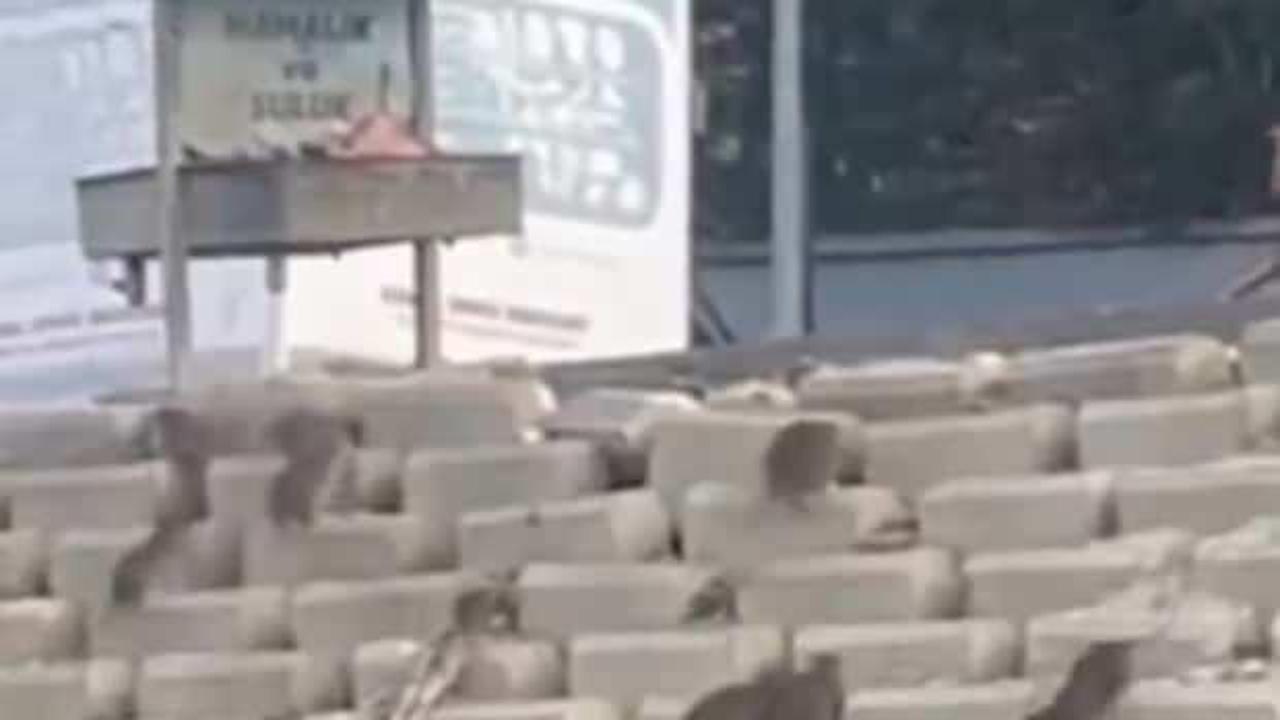 Başıboş köpek sorunu yeni problemi tetikledi! İstanbul’da fare istilası