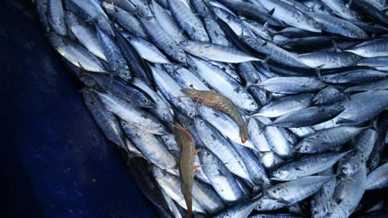 Denetimlerde ele geçirilen su ürünleri yardım kuruluşlarına bağışlanıyor