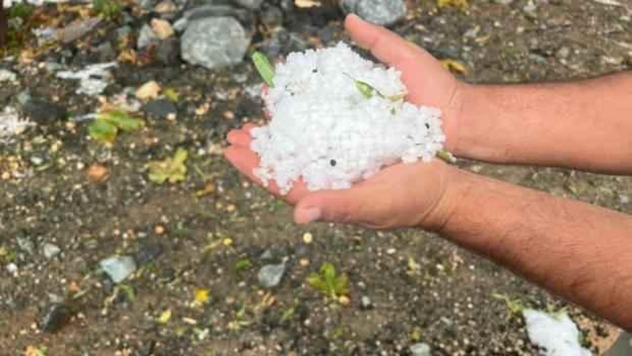 Dolu yağışı zeytin ağaçlarına zarar verdi
