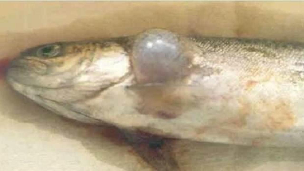 Karadeniz’de yayılıyor: Balıkta VHS tehlikesi!