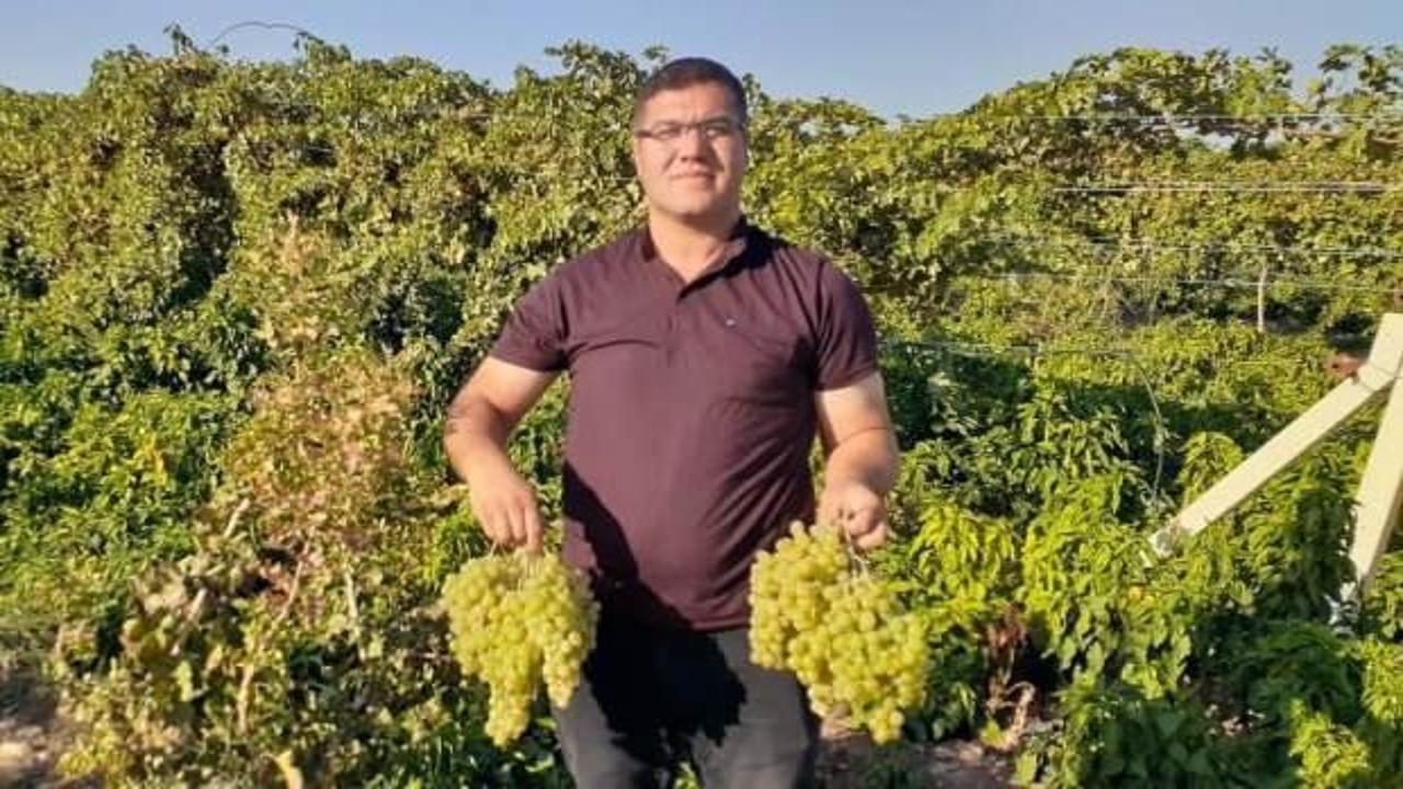 Modern tarım ile 17 ayda tonlarca üzüm elde etti
