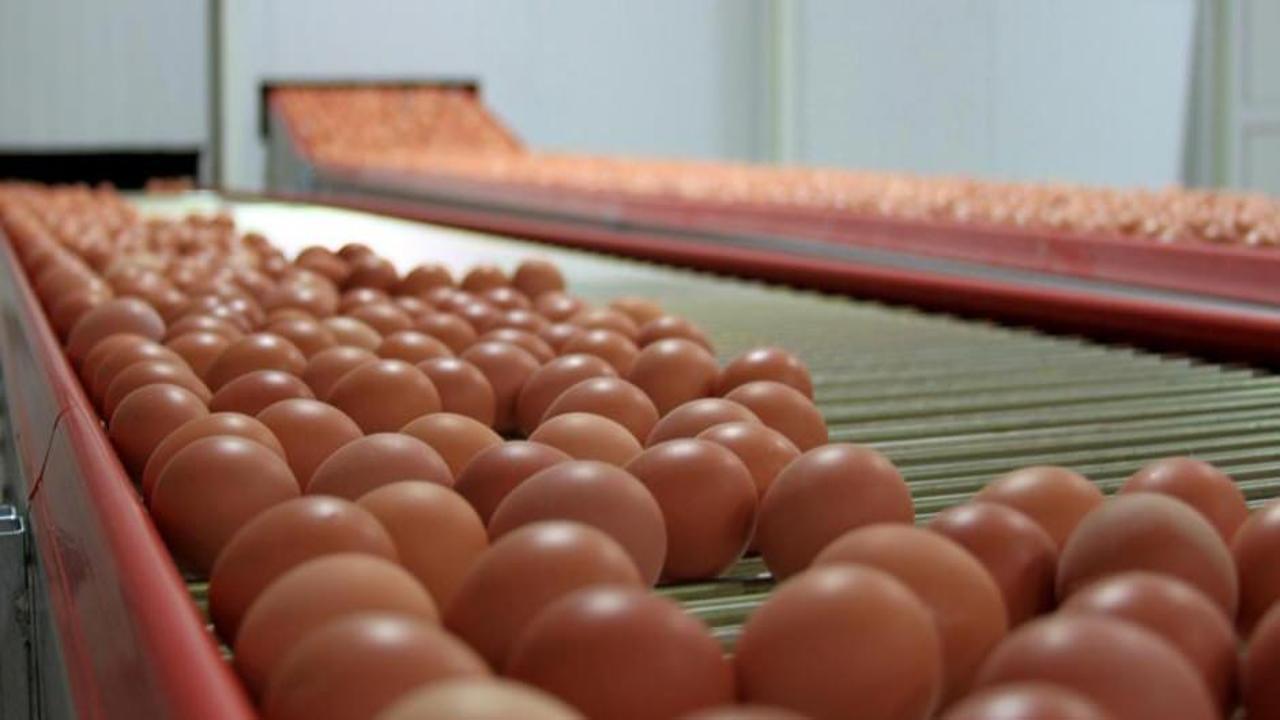 Rekabet’ten yumurta üreticilerine “kartel” cezası
