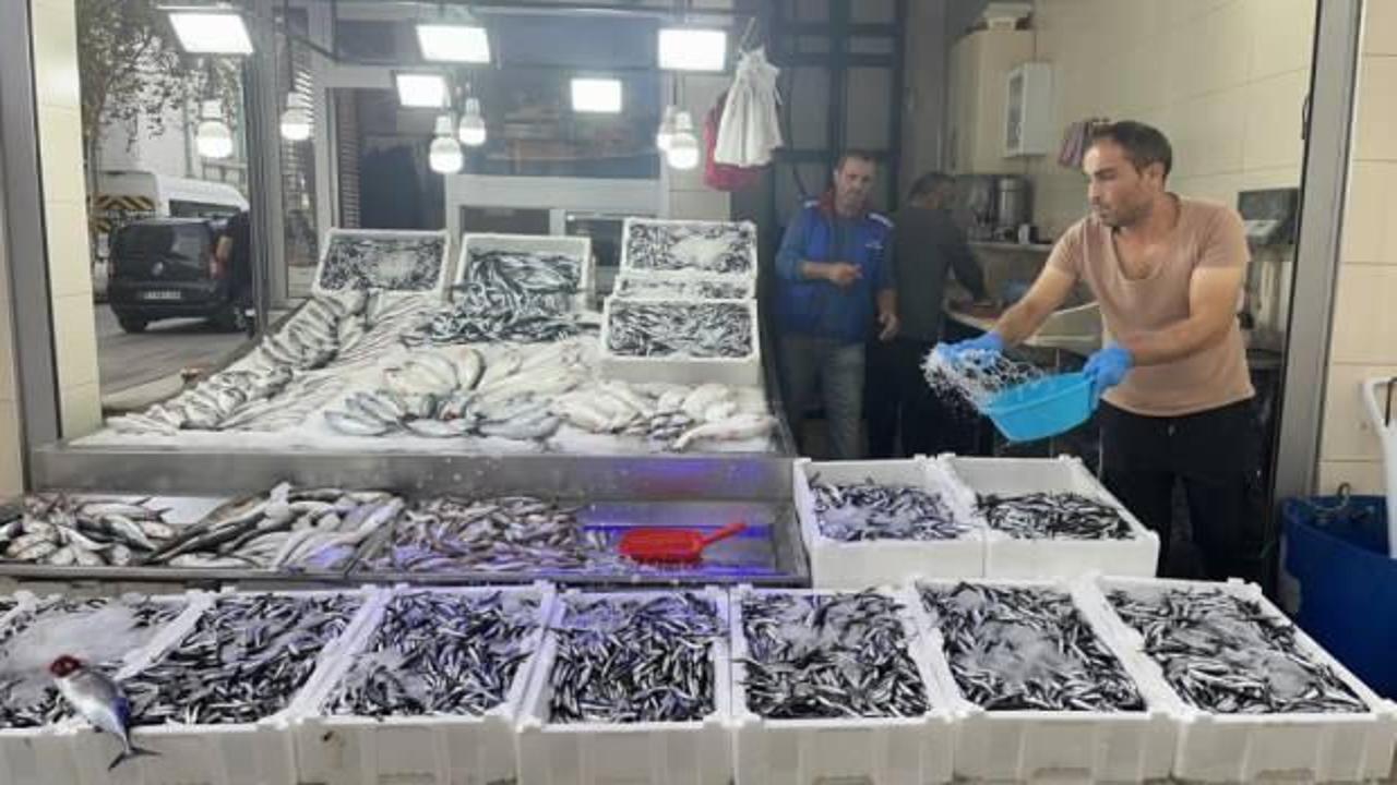Sinop hamsisi 40 liraya düştü