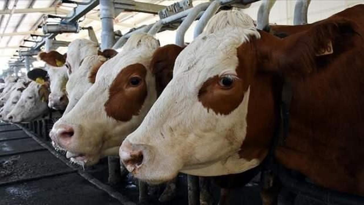 Toplanan inek sütü miktarı arttı