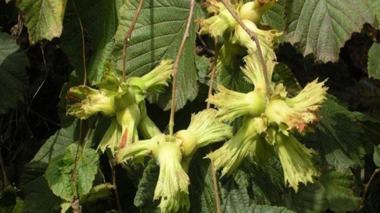 TZOB uyardı: Kahverengi kokarca istilası fındık üretimini tehdit ediyor!