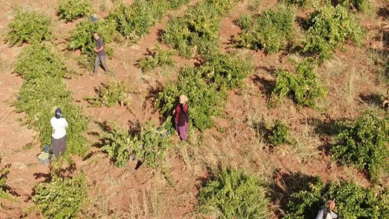 Üretici tepkili! Tarlada 10 TL, markette 30-40 TL