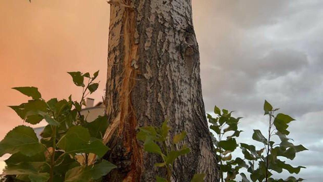 Yıldırım ağaca isabet edince korkudan bayıldı