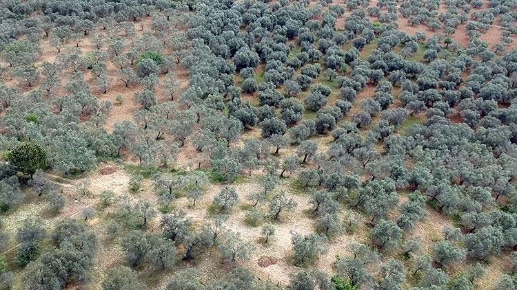 Sektörden zeytinyağı fiyatlarıyla ilgili açıklama! 500 yıldır böylesi görülmedi