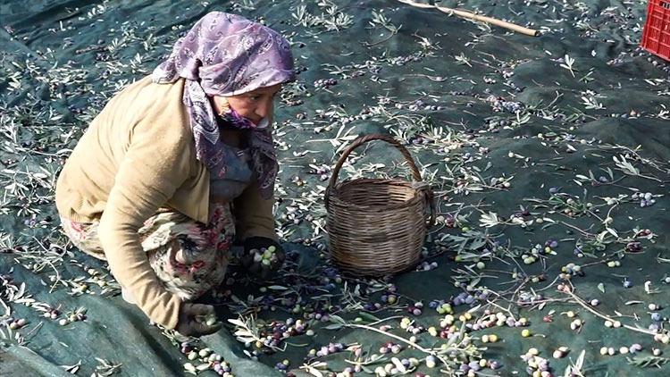 Sektörden zeytinyağı fiyatlarıyla ilgili açıklama! 500 yıldır böylesi görülmedi