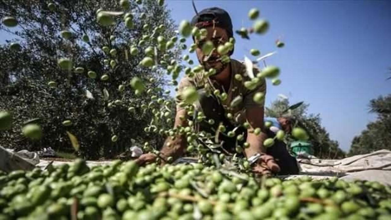 Antep fıstığı tamam! Sıra zeytinde