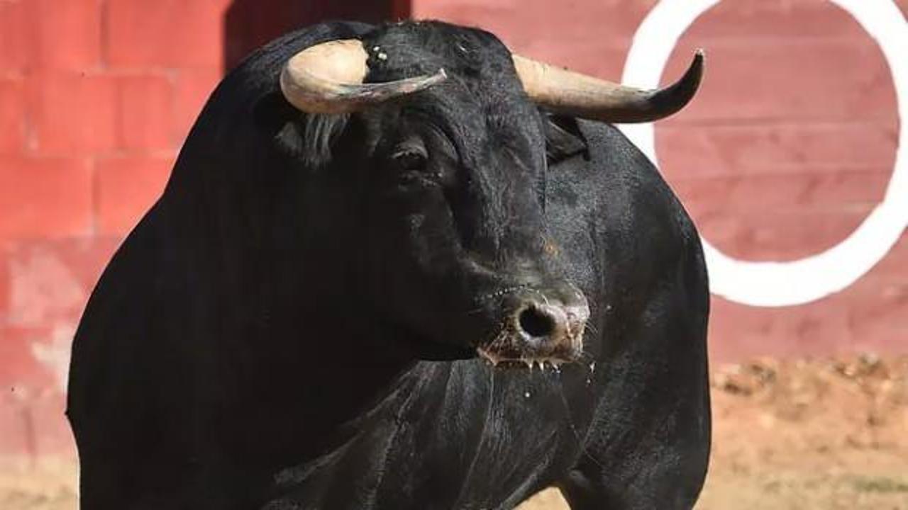 Boğa saldırısı can aldı! Kahreden detay