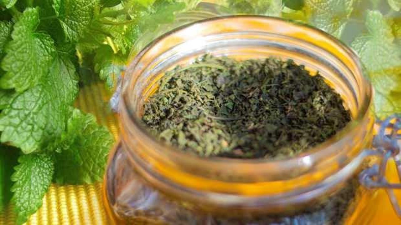 Çam yaprağı çayının faydaları ve zararları: Çam iğnesi çayı nasıl yapılır?