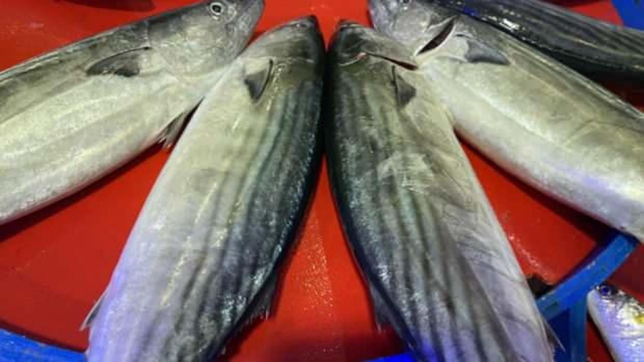 Rize’de palamut ilk kez kendini gösterdi