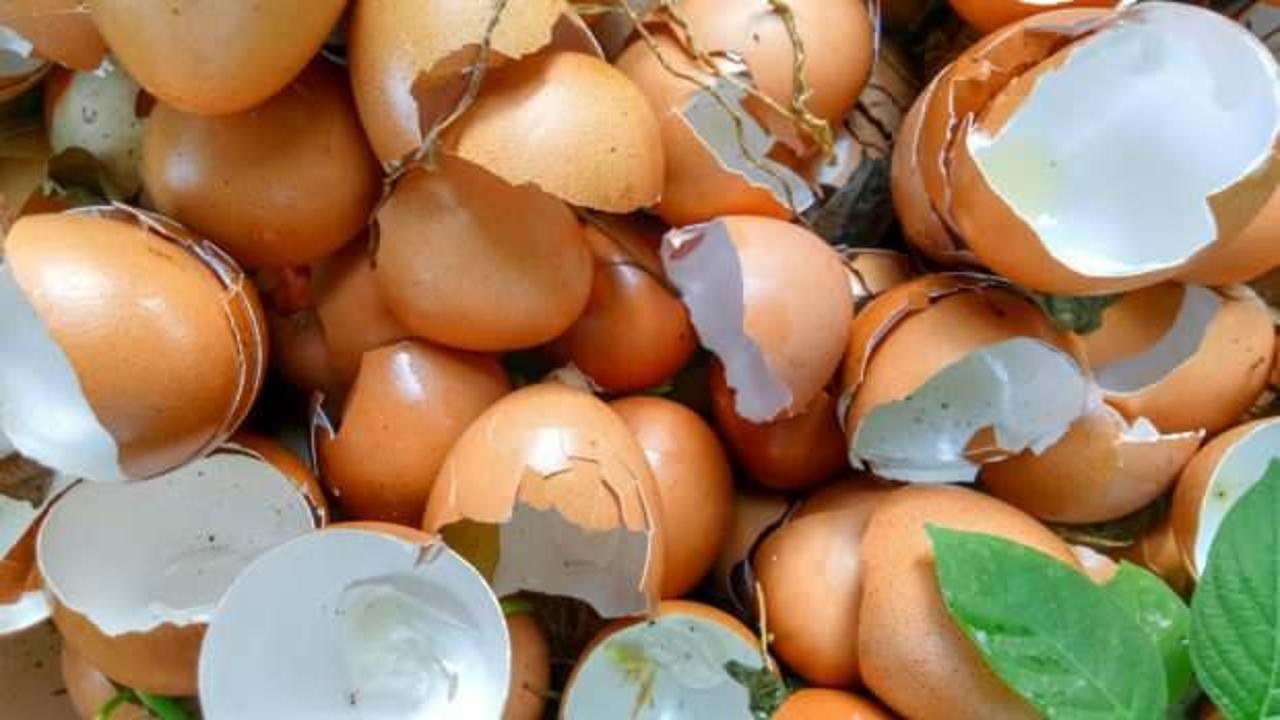 Yumurta kabuklarının faydaları: Yumurta kabukları nasıl kullanılır, bitkilere iyi gelir mi?