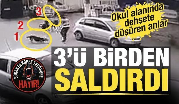 Samsun'da başıboş köpekler ahırdaki 12 buzağı ile 1 oğlağı boğarak öldürdü