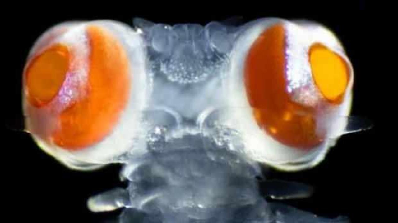 Akdeniz’de gözleri başından 20 kat büyük canlı bulundu