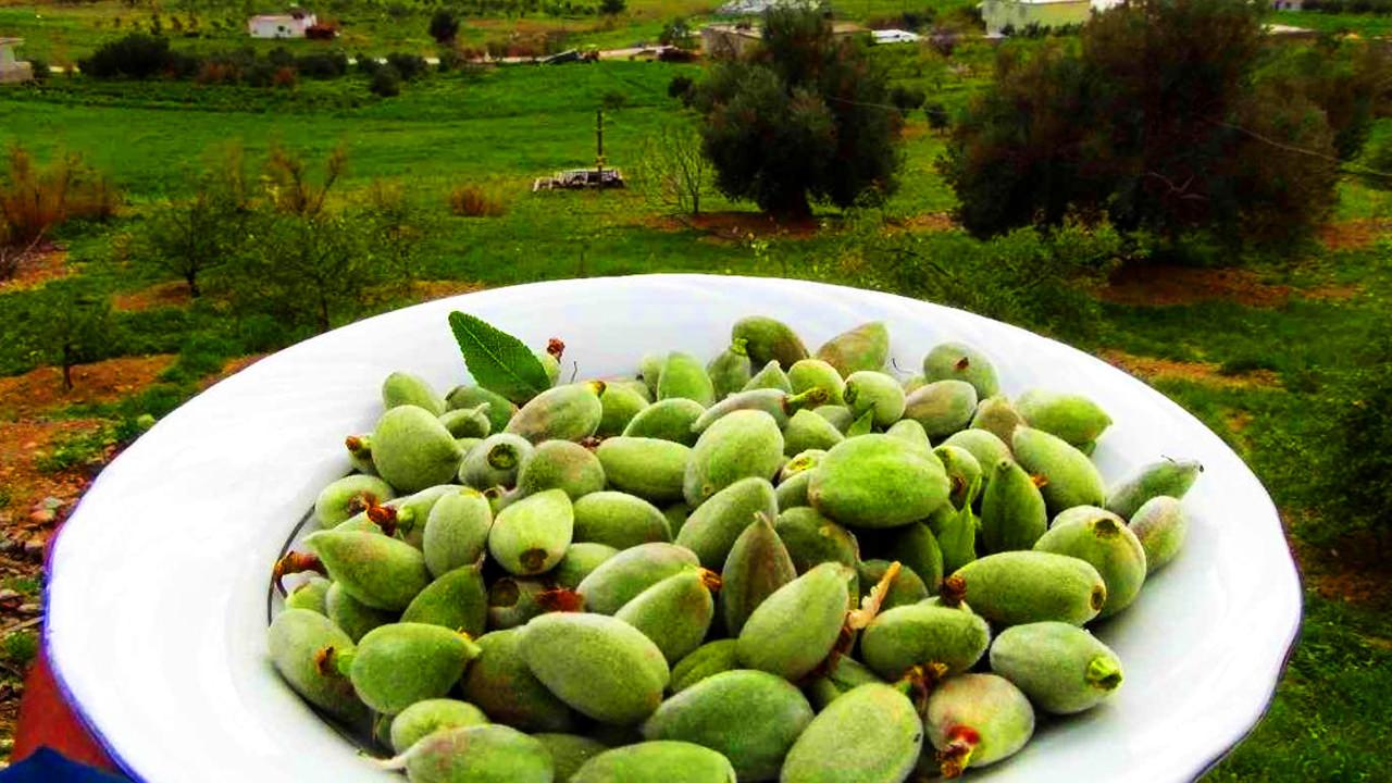 Çağla meyvesi nerede yetişir, olgunlaşınca ne olur? Çağla meyvesi faydaları nelerdir?