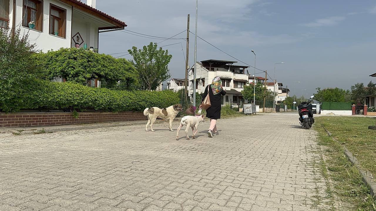 Evlerinde besliyorlar! Kuzuya bebek gibi bakıyorlar