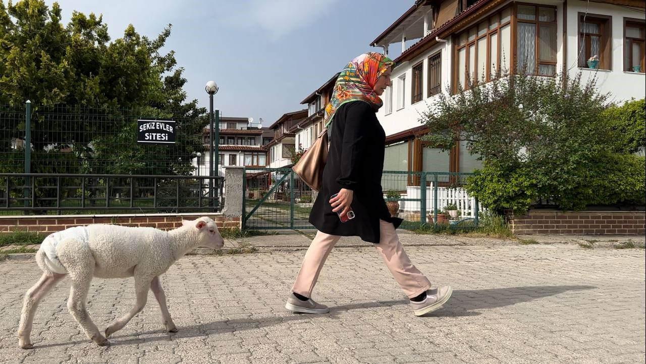 Evlerinde besliyorlar! Kuzuya bebek gibi bakıyorlar