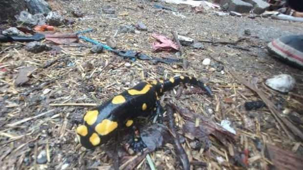 Adıyaman’da ‘sarı benekli’ semender görüldü