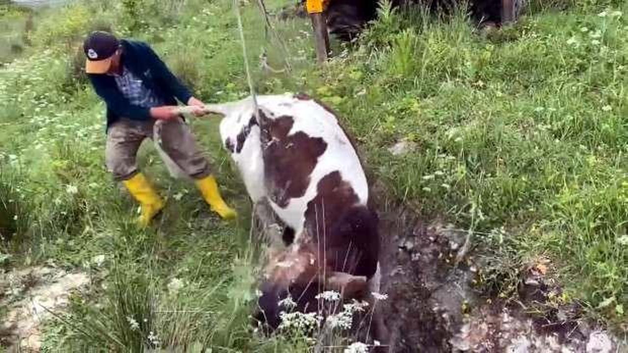 Avcılar’da kuyuya düşen dana 10 gün sonra bulundu