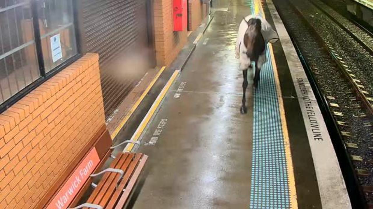 Avustralya’da kaçan yarış atı, tren istasyonuna daldı