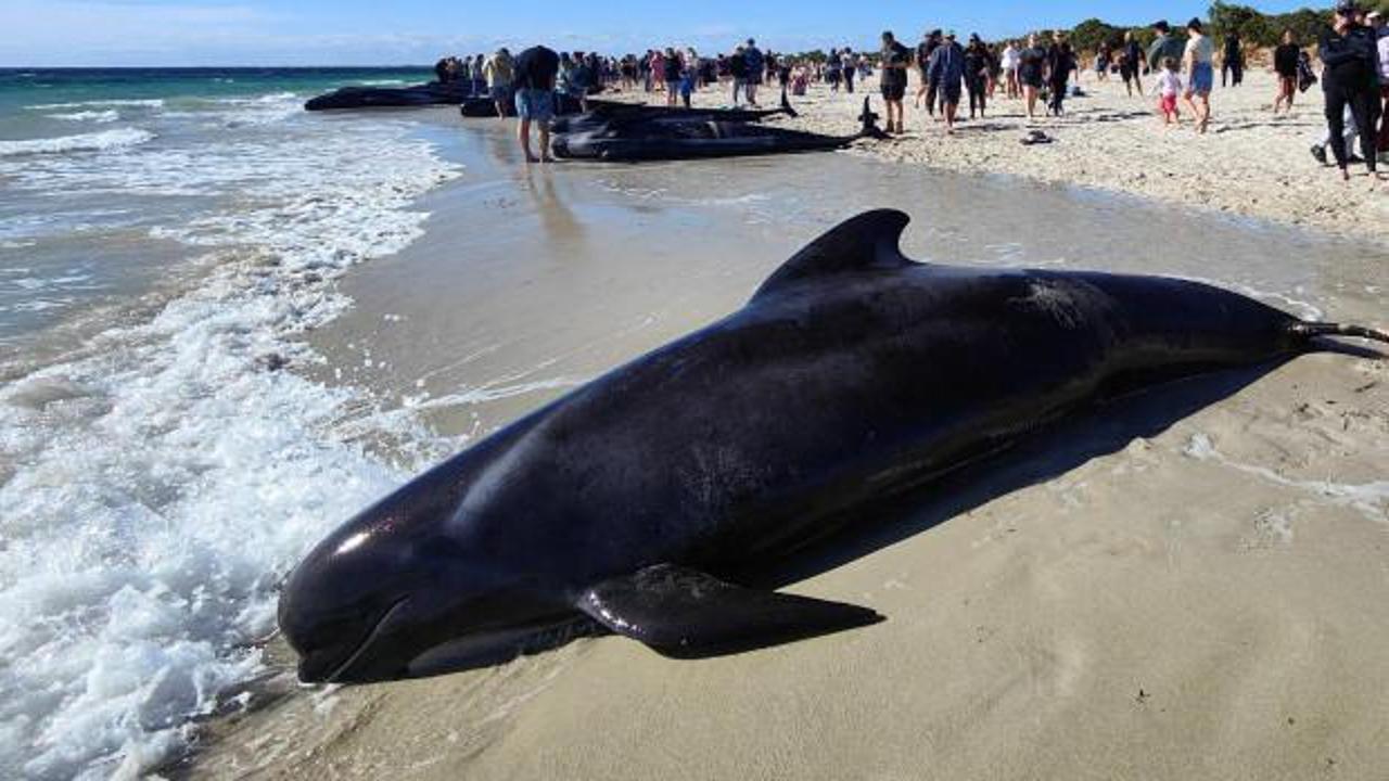 Avustralya’da karaya vuran yaklaşık 160 balinadan 26’sı öldü