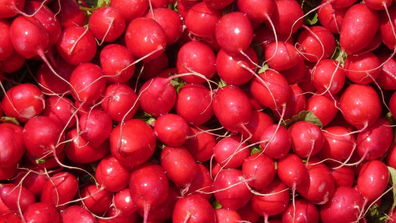 Kırmızı, siyah ve beyaz turpun faydaları nelerdir? Kırmızı turp hangi hastalıklara iyi gelir?