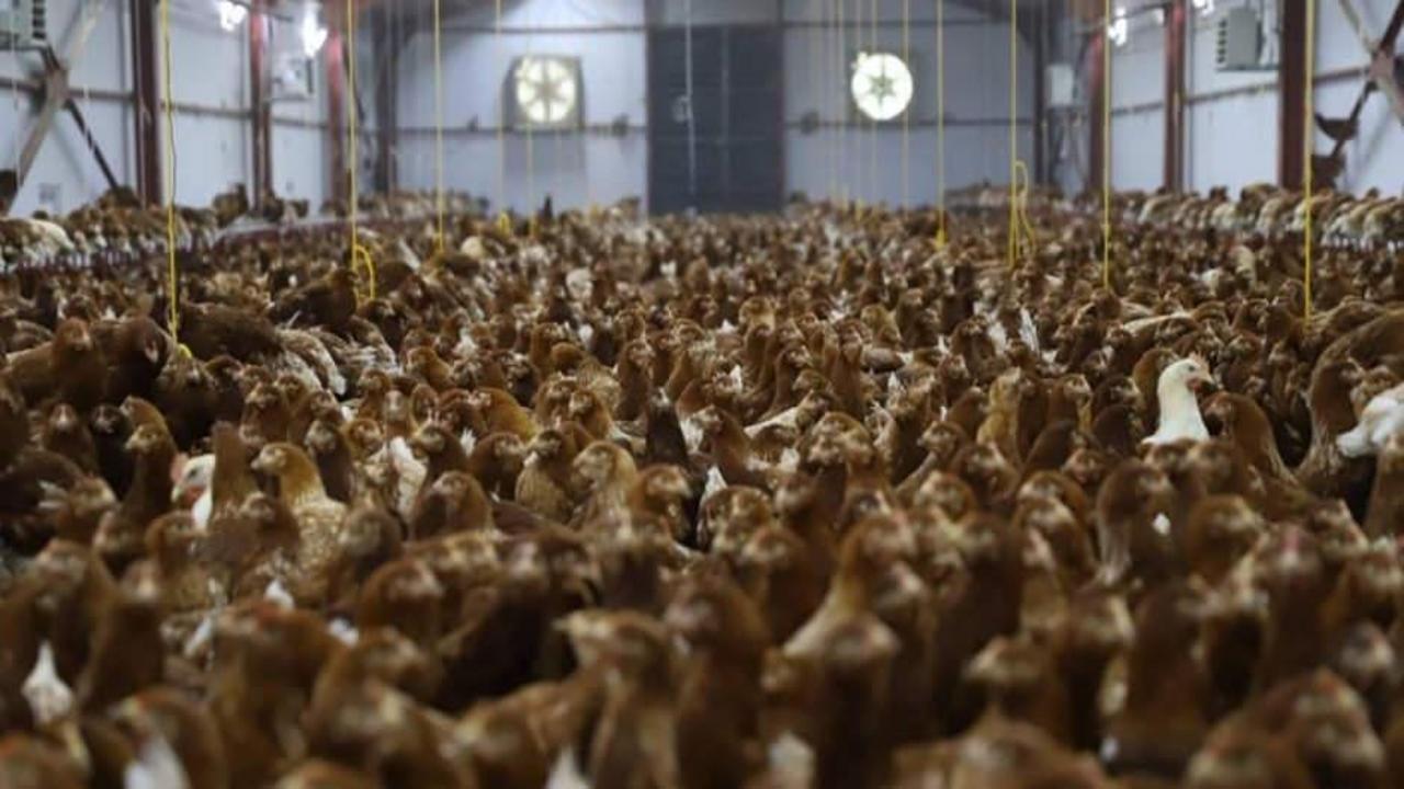 Böcek larvalarından balık ve tavuk yemi üretilecek