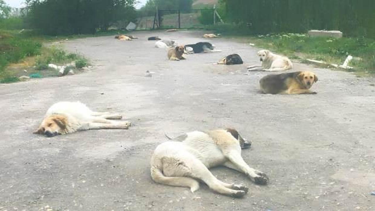 Bu sokakta Ankaralıların can güvenliği yok! Vatandaş canından bezdi