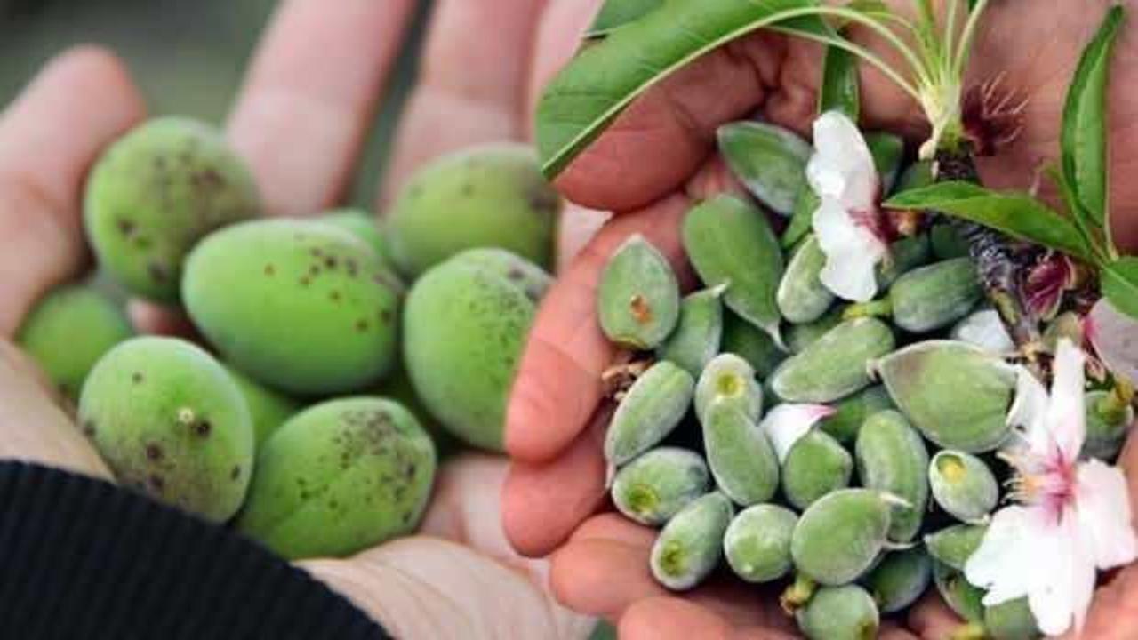 Çağla meyvesi nerede yetişir, olgunlaşınca ne olur? Çağla meyvesi faydaları nelerdir?