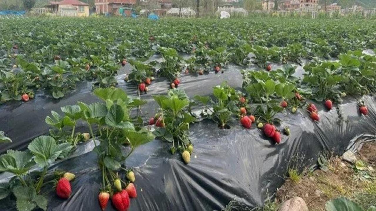 Çileğin ekonomiye katkısı 90 milyon lira