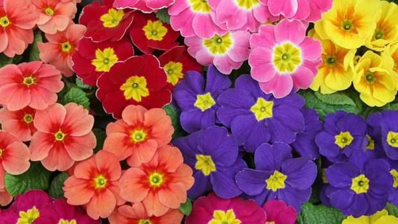 Çuha çiçeği faydaları nelerdir, ne işe yarar? Gece çuha çiçeği yağı nasıl kullanılır?