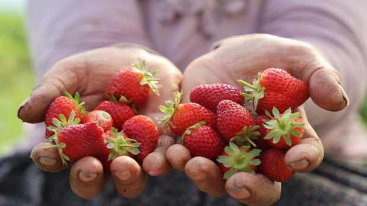 Elazığ’da örtü altı çilekte ilk hasat