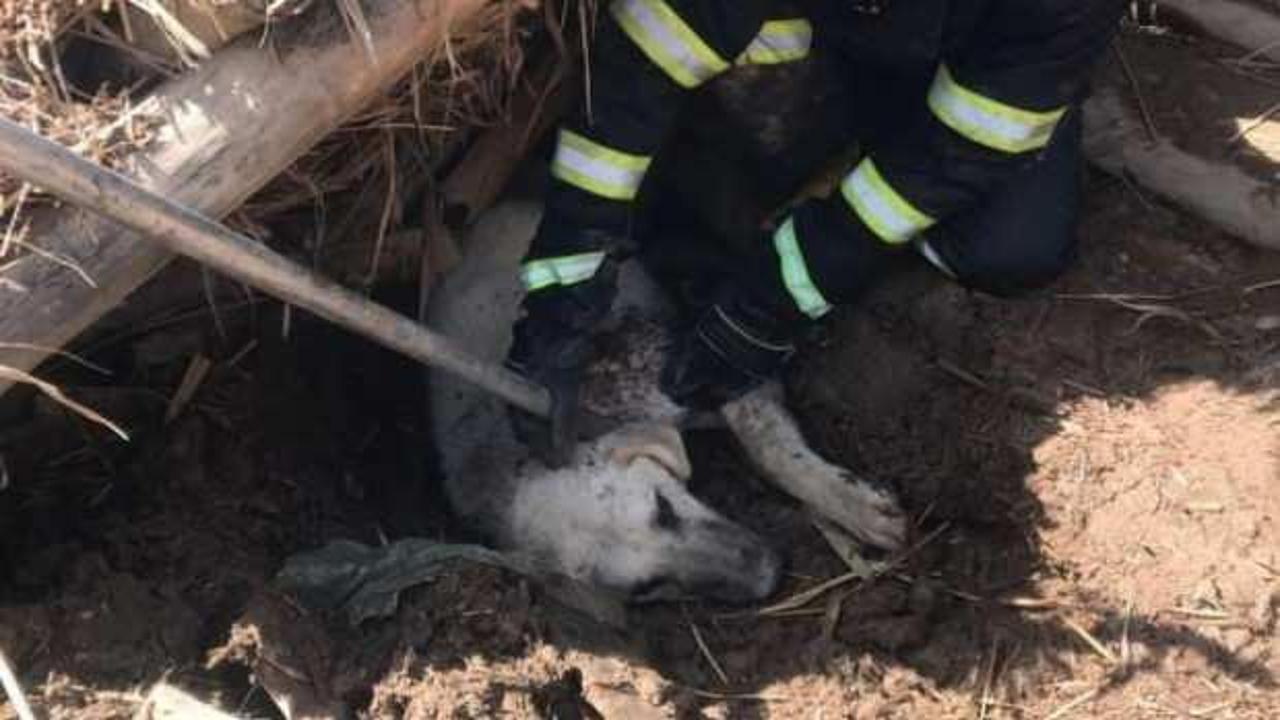 Göçük altında kalan köpeği itfaiye kurtardı