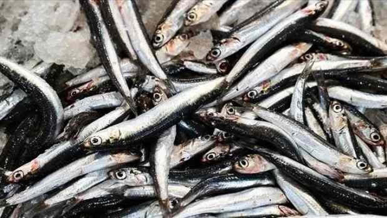 Hamsi ihracatında sezon yüzde 33 artışla tamamlandı