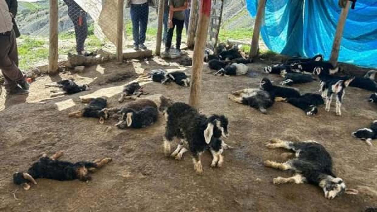 Yöntem şoke etti: Hayvancılığa büyük darbe! 10 günde sayı 132’ye yükseldi