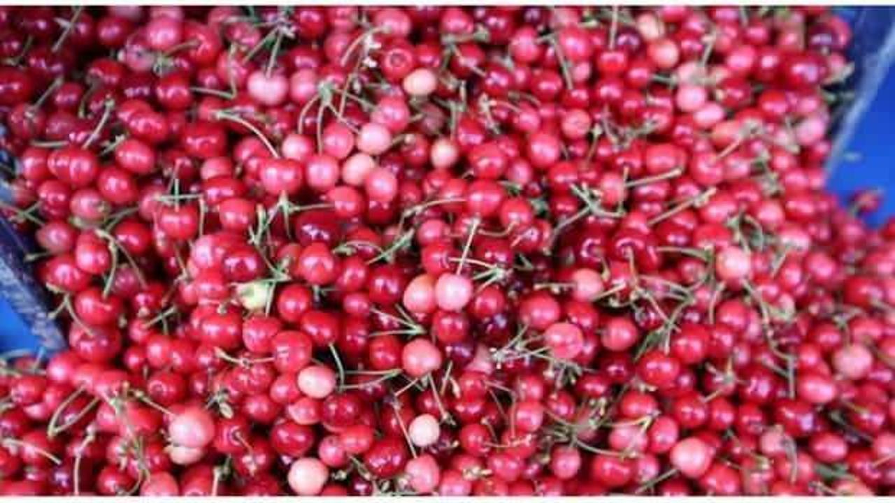 İlk kirazın kilosu 2 bin lira