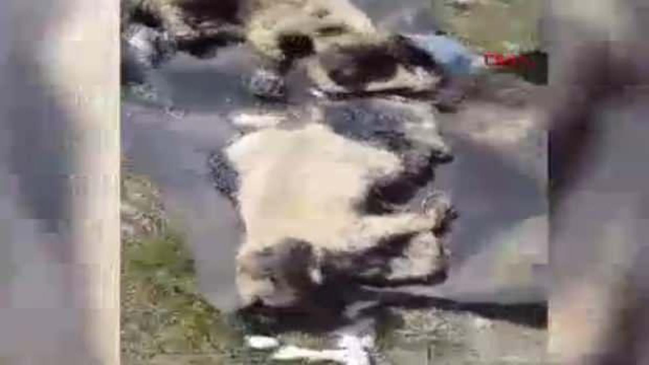 Zifte bulanmış 10 yavru köpek, bebek ve zeytinyağı ile temizlendi