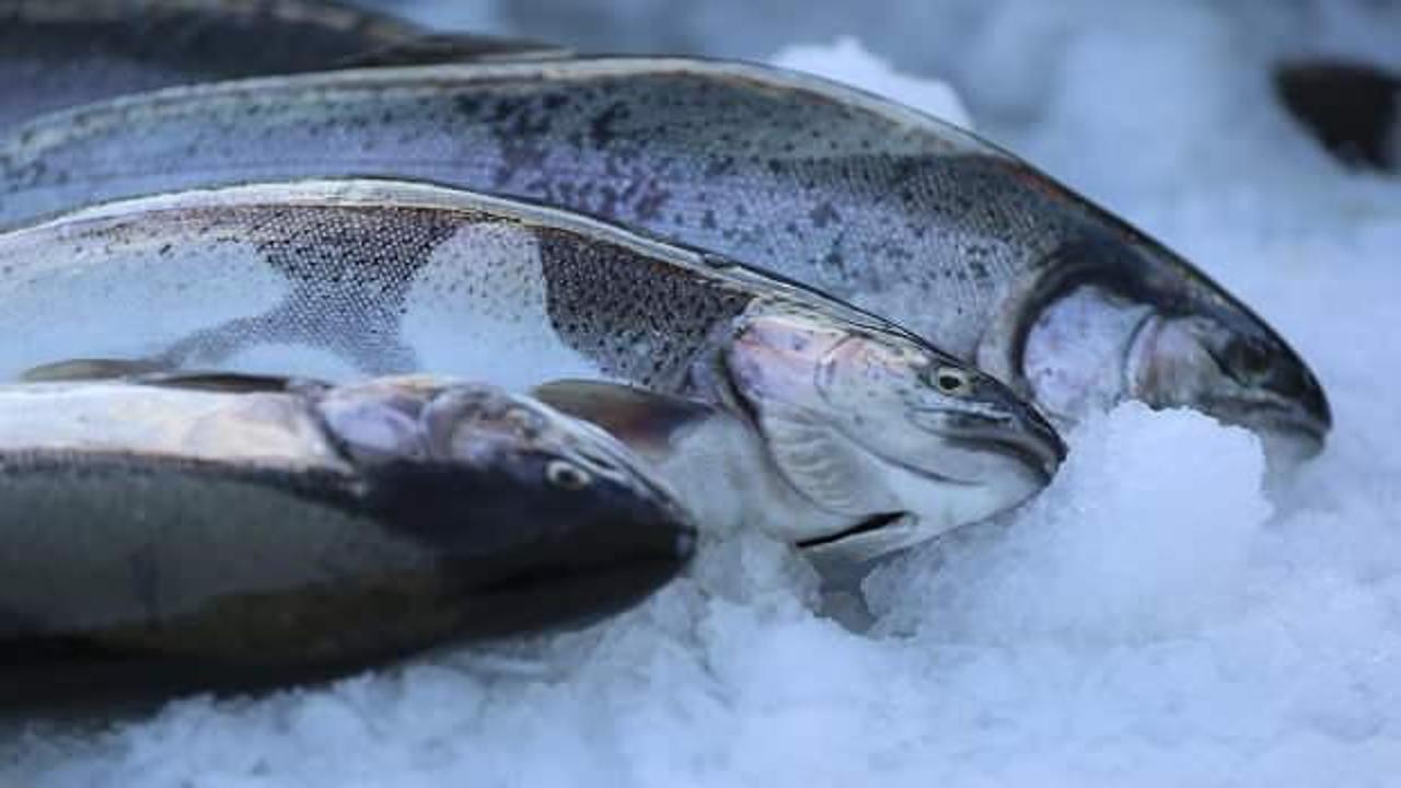 Karadeniz Türk somonunun üretim üssü oldu