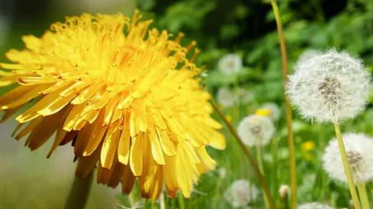 Karahindiba faydaları nelerdir? Taze karahindiba nasıl tüketilir?