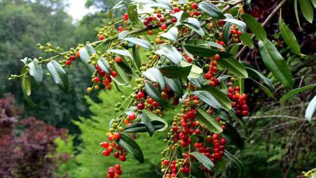Kendisi ayrı yaprakları ayrı şifa saçıyor: Karayemiş (Taflan) çekirdeğinin ve yaprağının faydaları!
