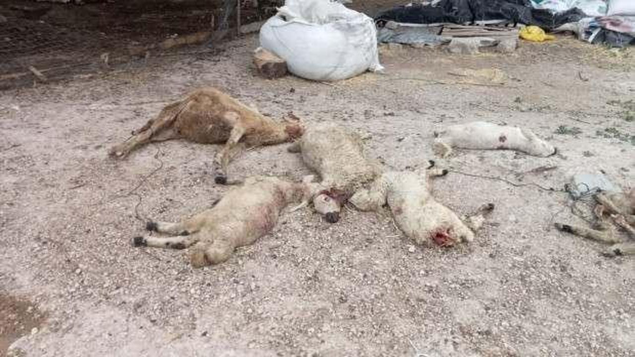 Kırşehir’de mandırıya giren kurtlar, 40 koyunu öldürdü