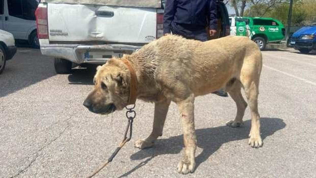 Köpek dövüştüren 14 kişiye 93 bin 808 lira ceza