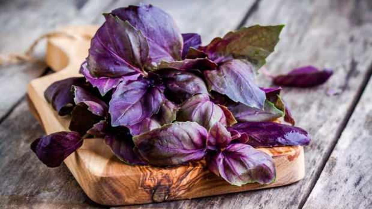 Kuru reyhan hangi yemeklerde kullanılır? Kuru, mor reyhan faydaları nelerdir?