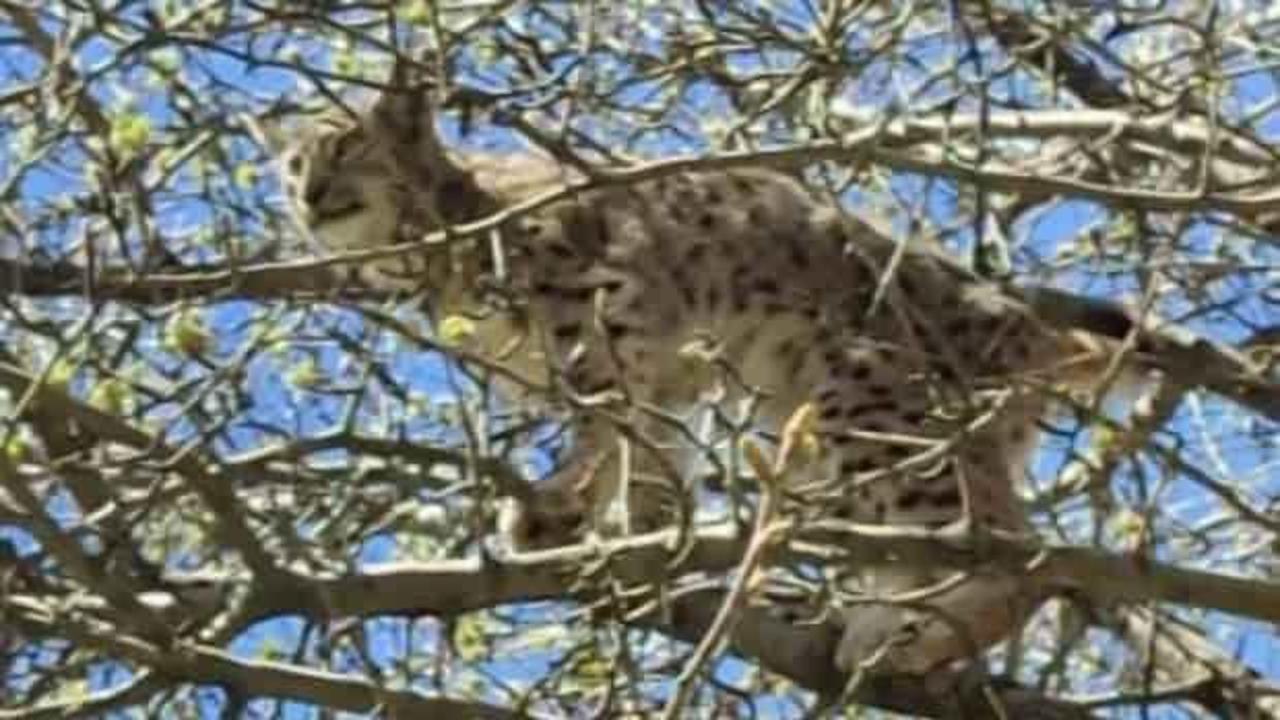 Nesli tükenme tehlikesi altında! ‘Ormanın hayaleti’, köpeklerden böyle kurtuldu