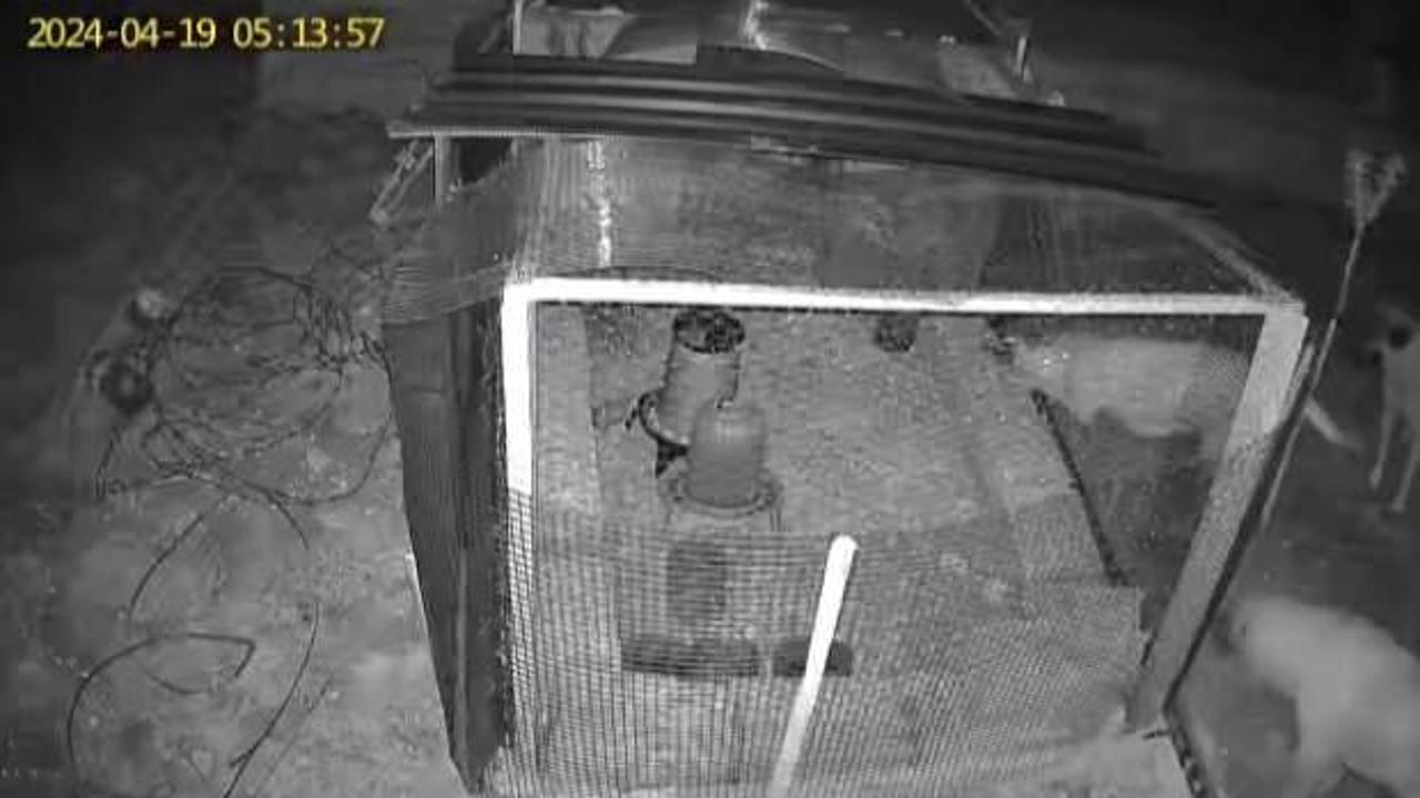 Nevşehir’de başıboş sokak köpekleri 31 tavuğu telef etti