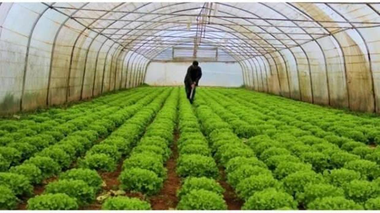 Serada erken hasat fiyatı düşürdü